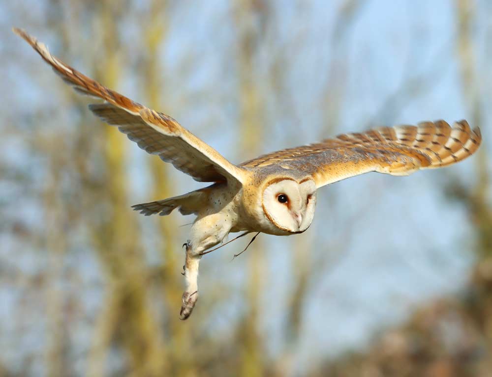 Tyto (Barn Owl)