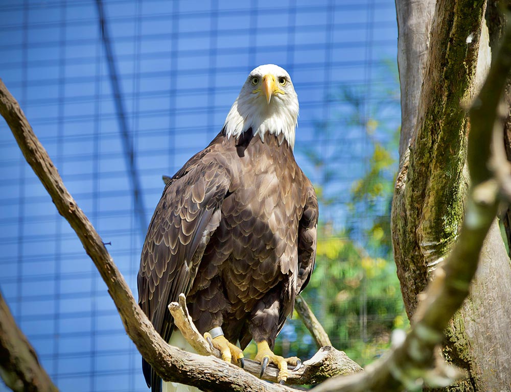 Unique Characteristics of Eagles in Indiana