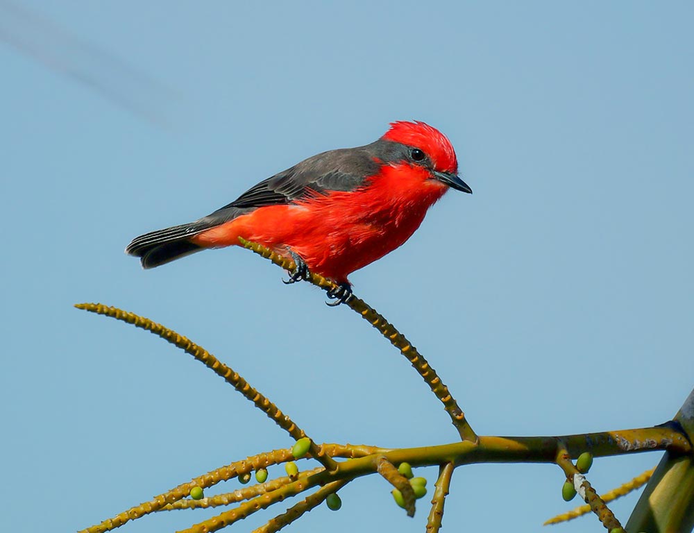 Vermilion Flycatcher