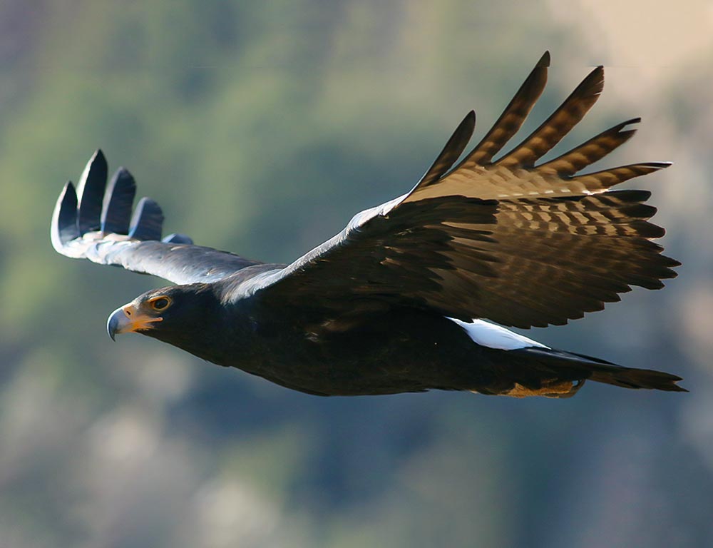 Verreaux's Eagle