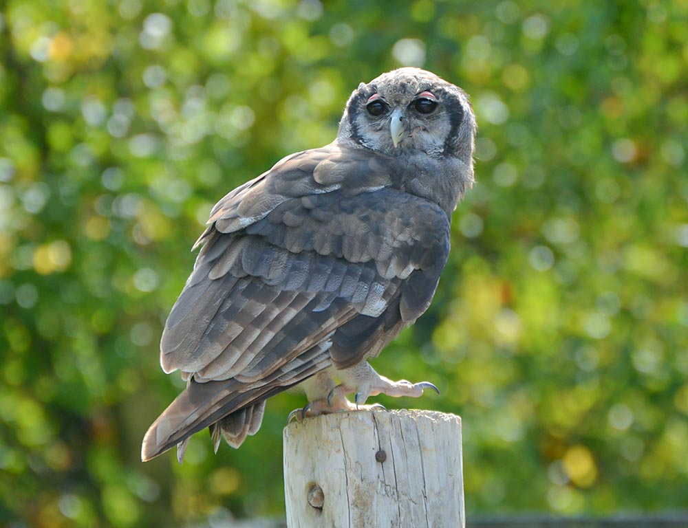 Verreaux's Eagle Owl