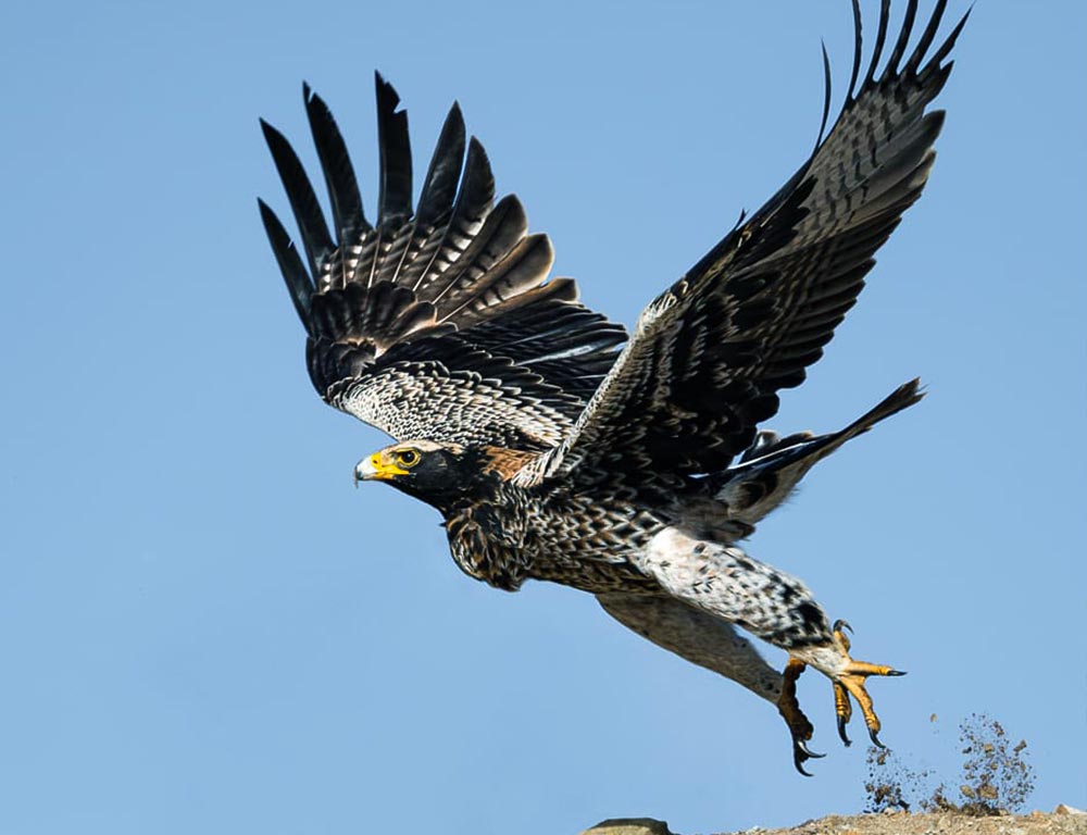 Verreaux's Eagle