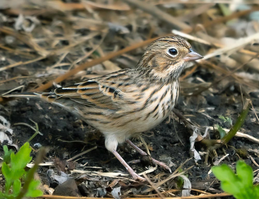 Vesper Sparrow