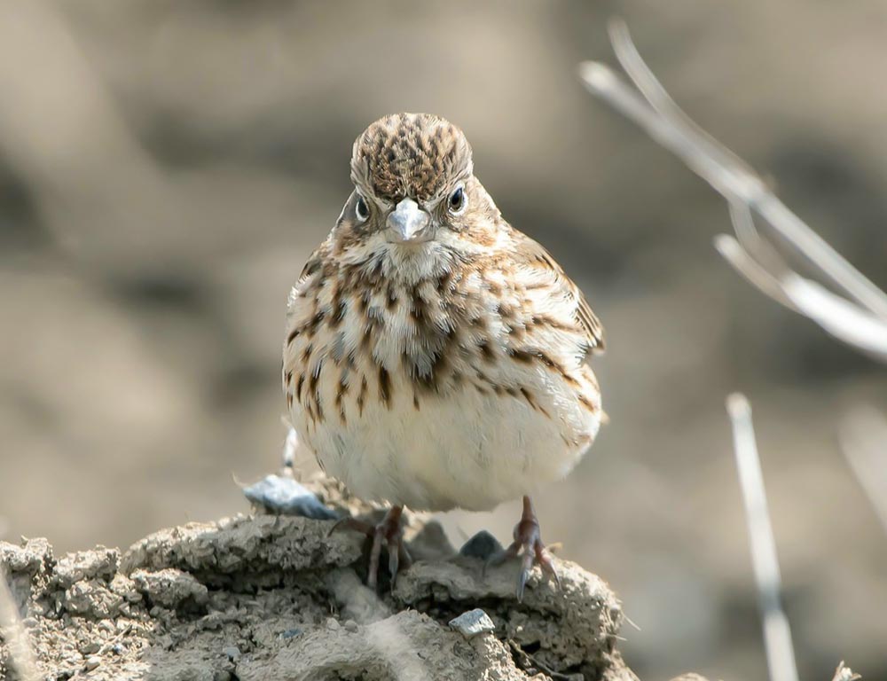 Vesper Sparrow