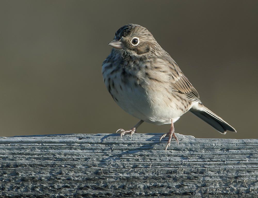 Vesper Sparrow