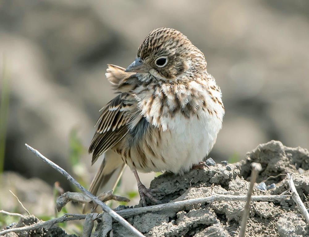 Vesper Sparrow