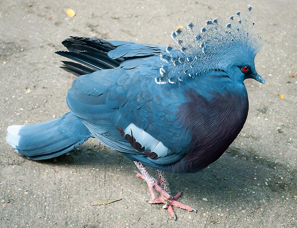 Victoria Crowned Pigeon