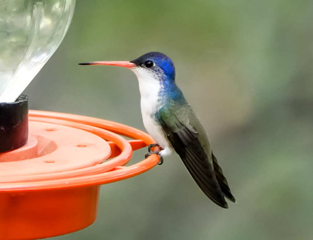 Violet-crowned Hummingbird