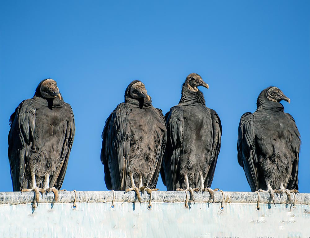 Vultures in Florida