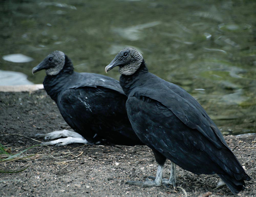 Vultures in Georgia