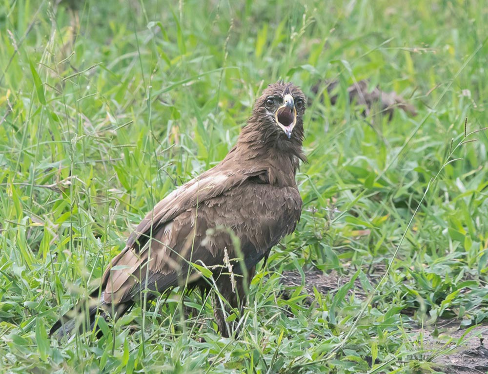 Wahlberg's Eagle