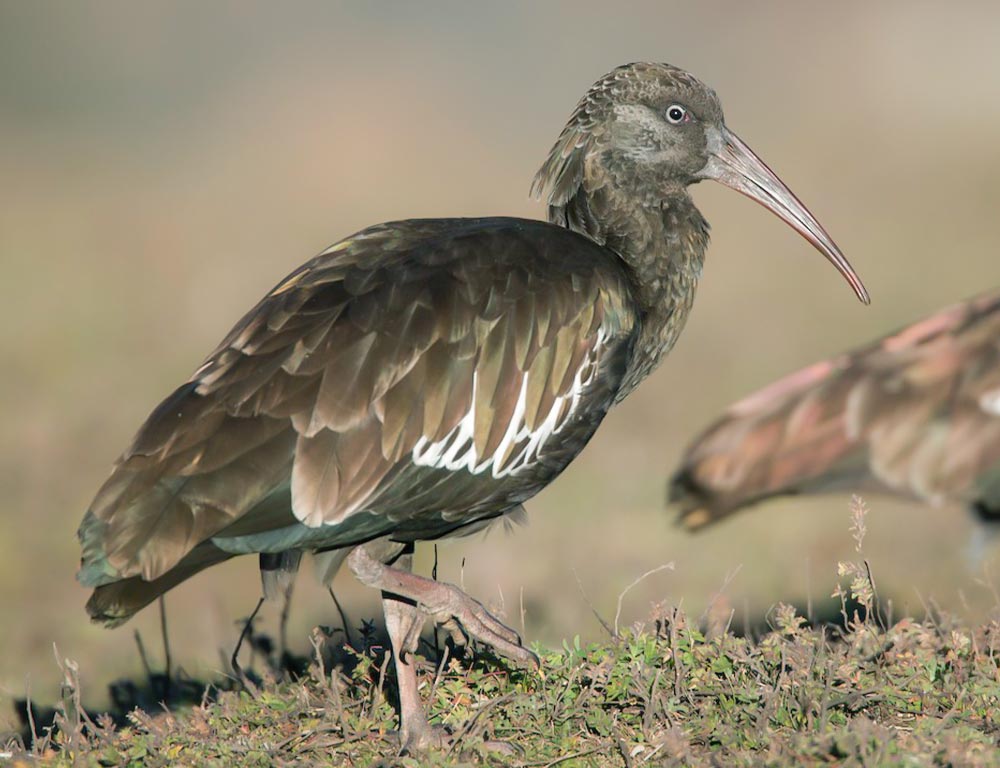 Wattled Ibis