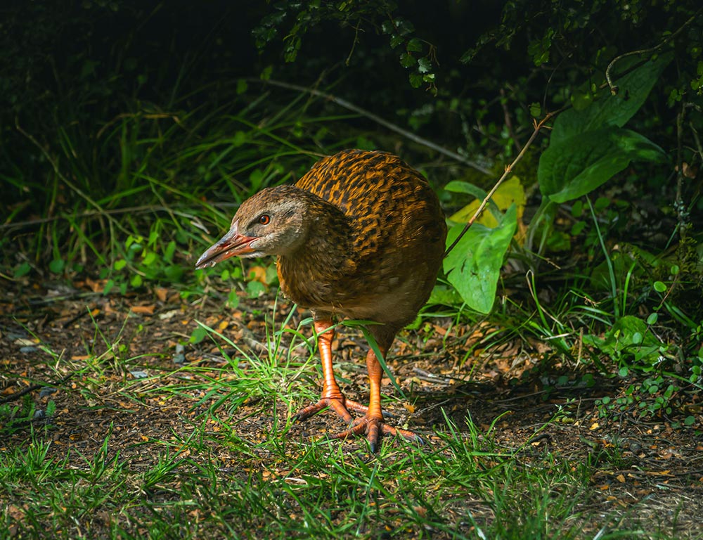 Weka