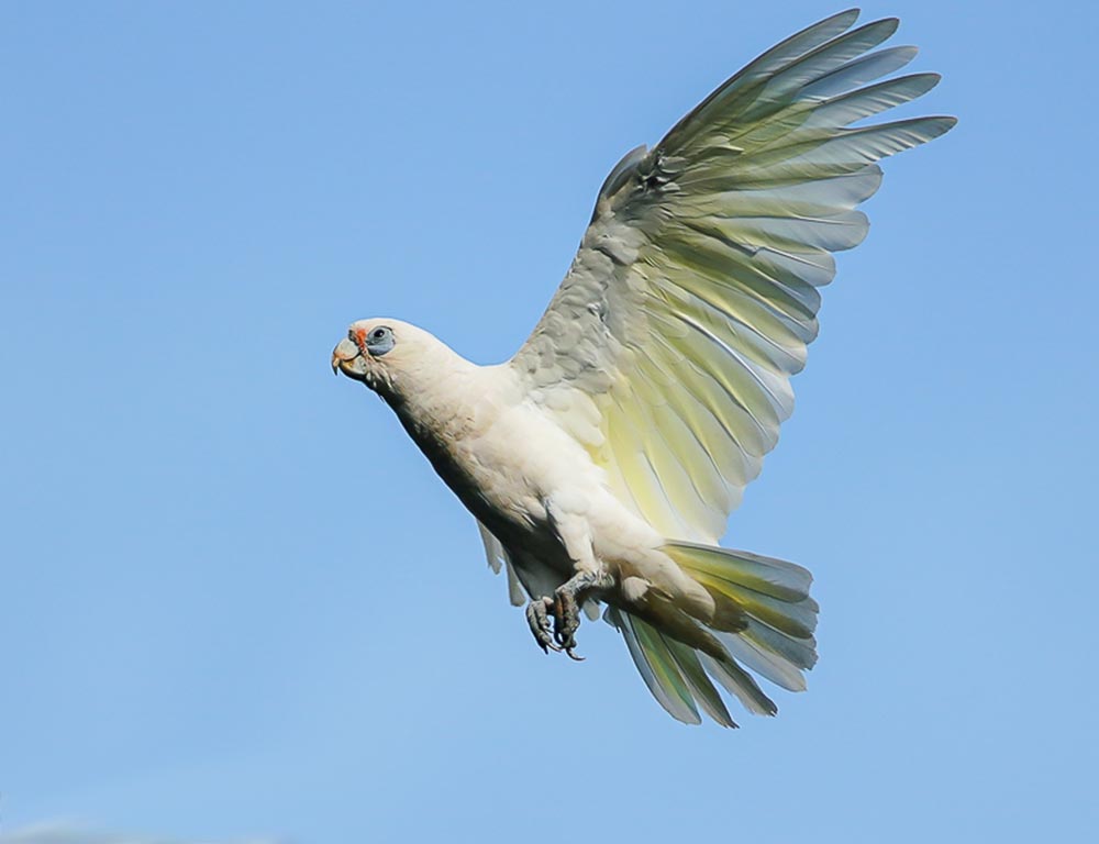 Western Corella