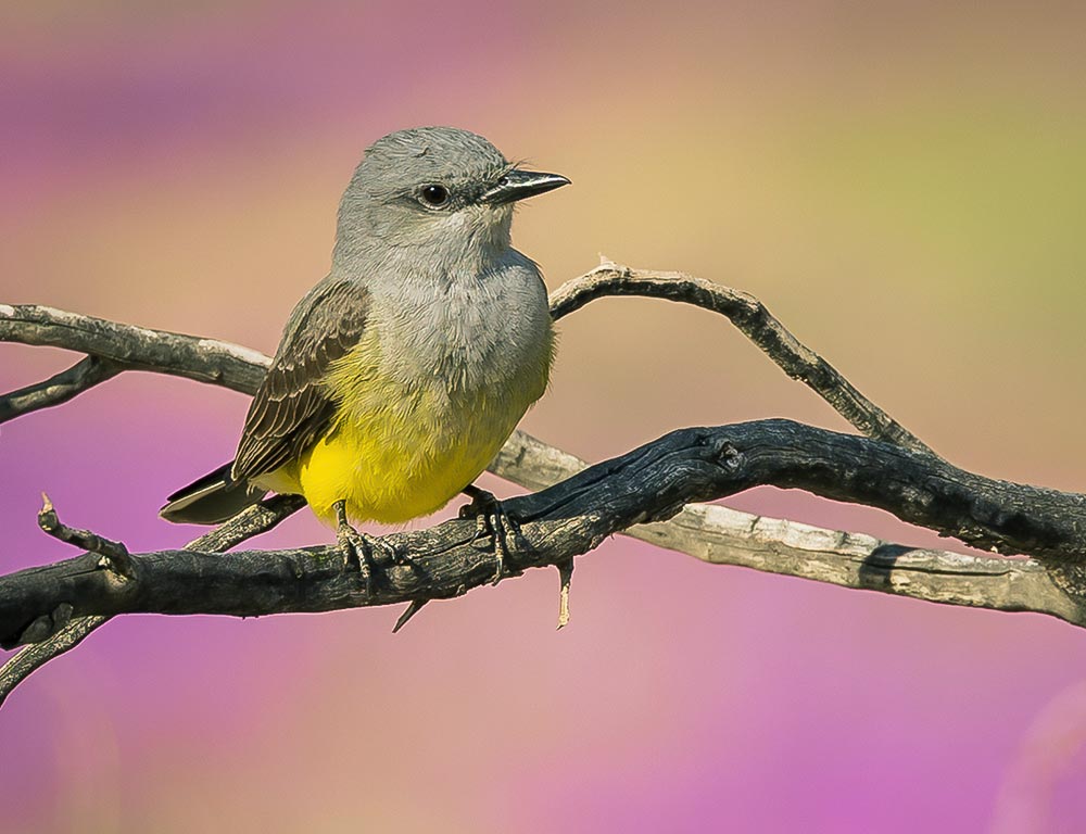 Western Kingbird