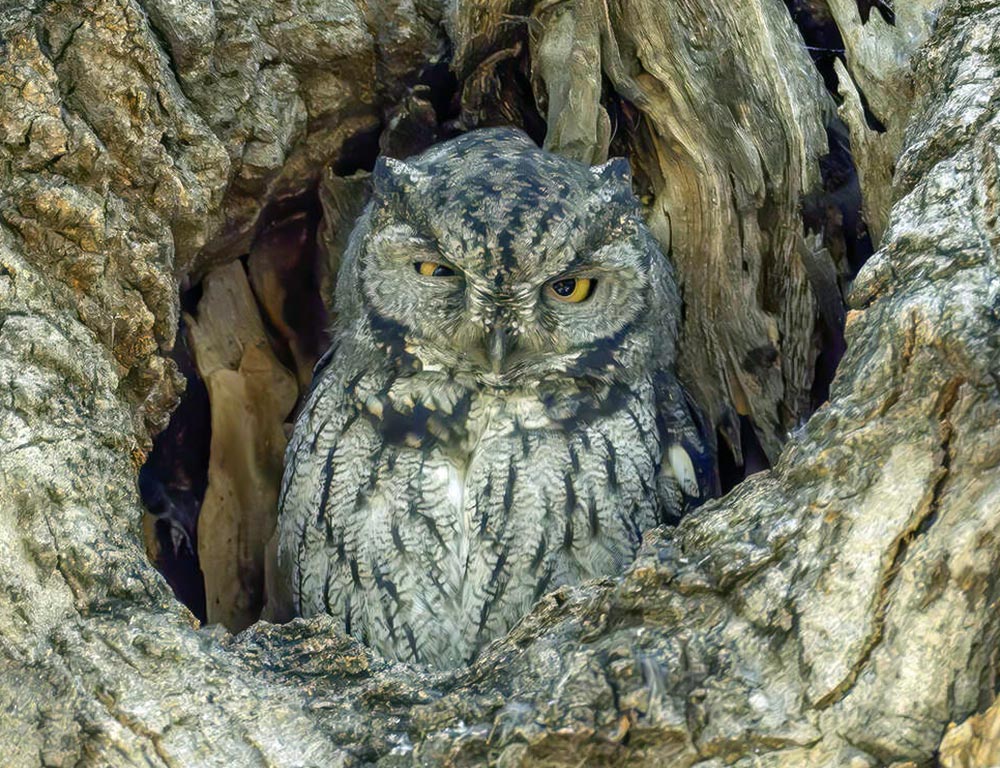 Western Screech Owl