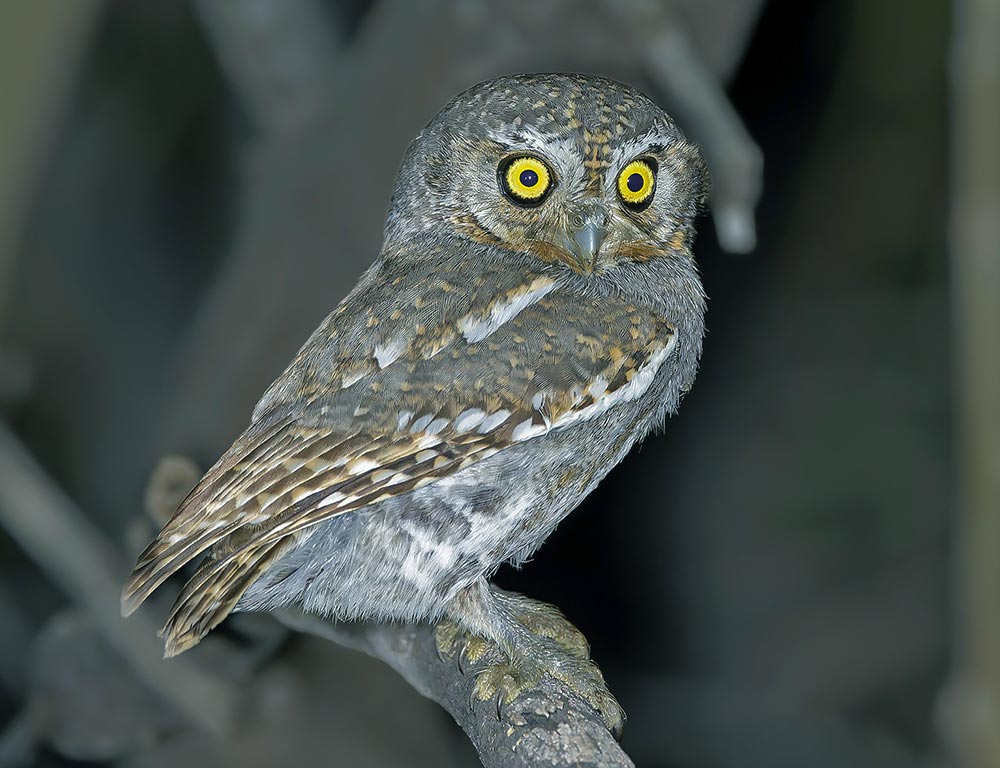 Western Screech Owl