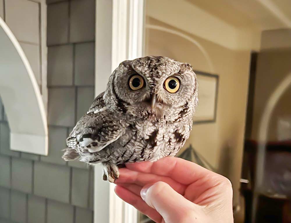 Western Screech Owl