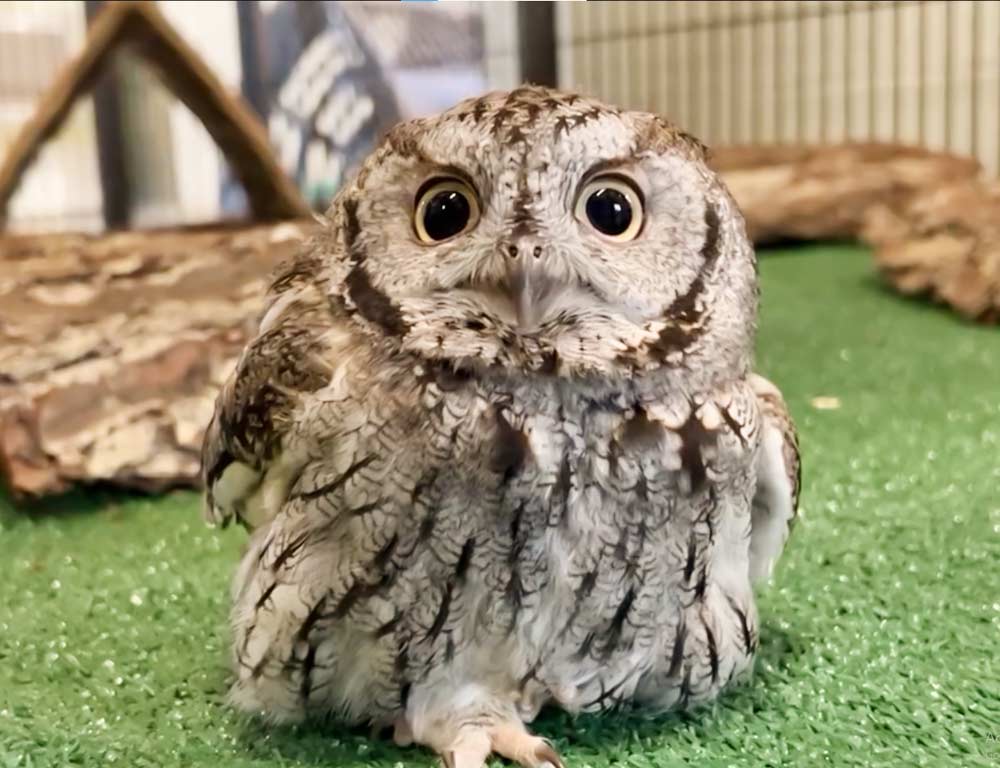 Western Screech Owl