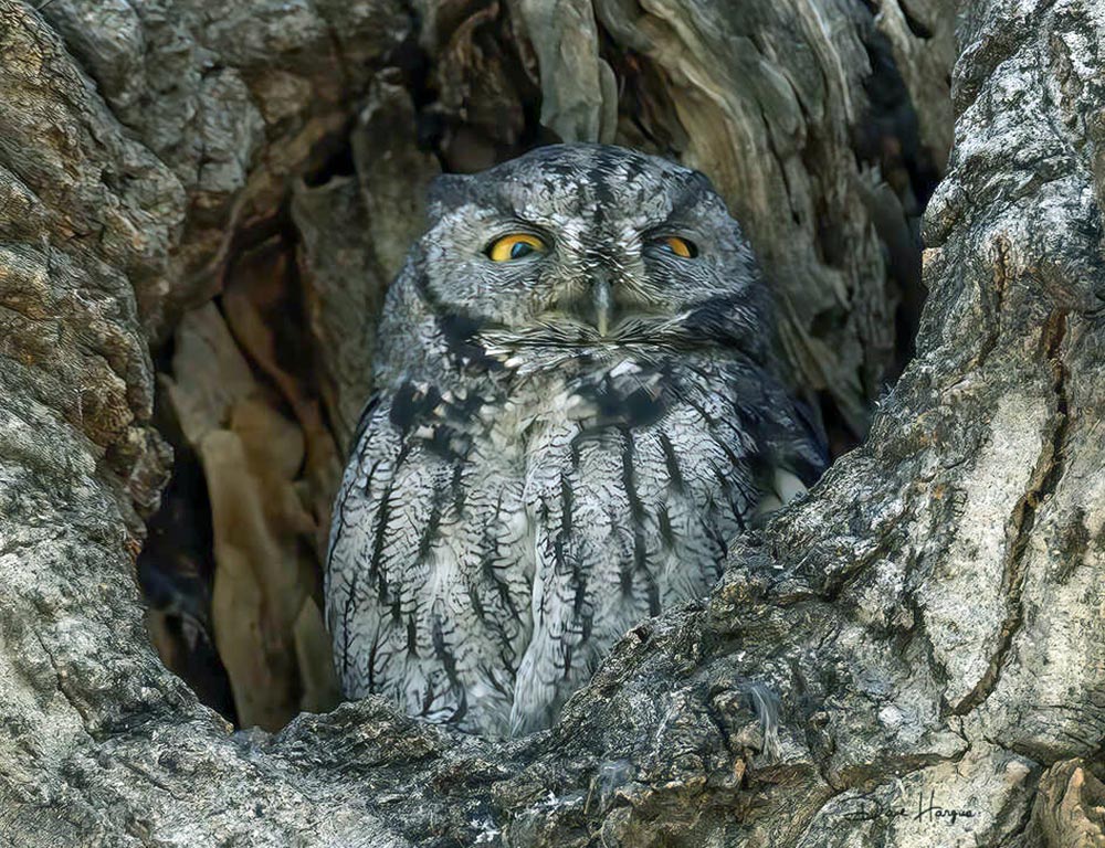 Western Screech Owl