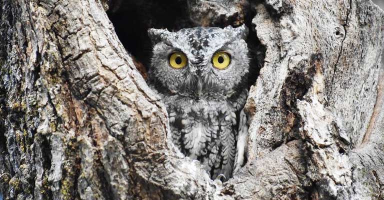 Western Screech Owl