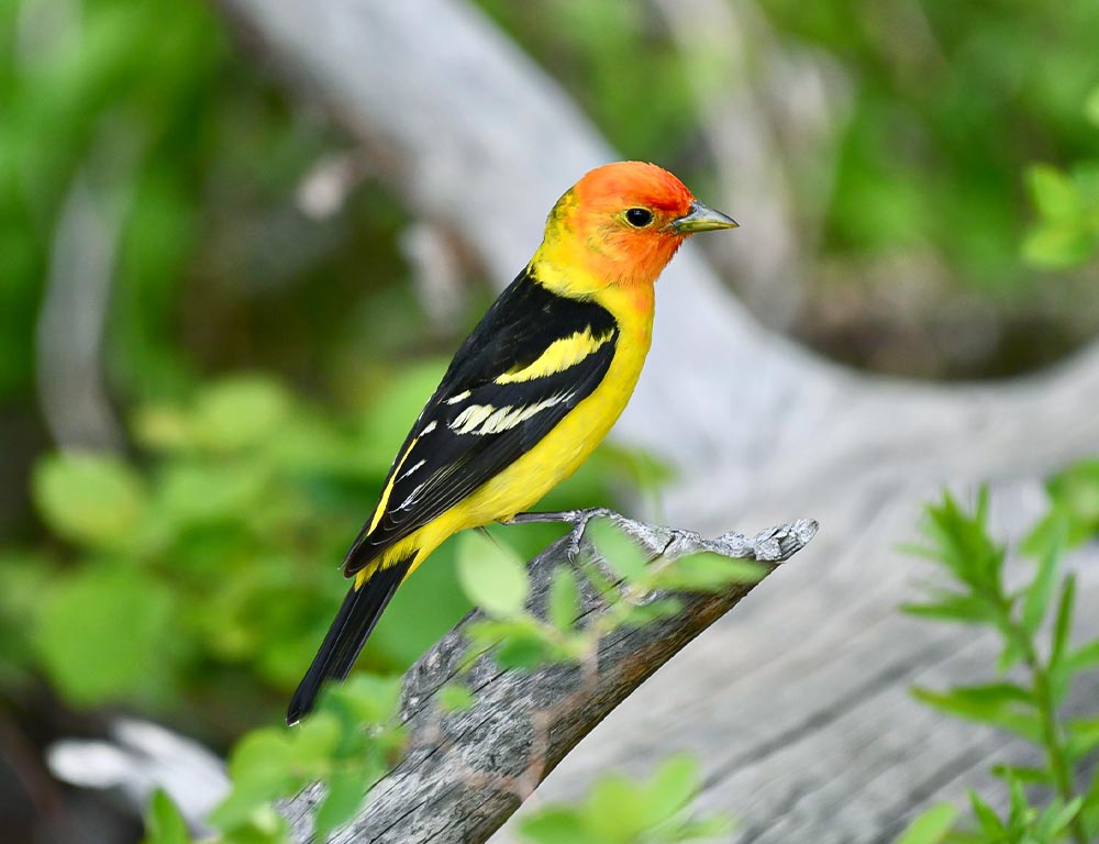 Western Tanager