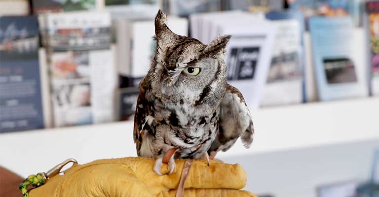Whiskered Screech-Owl Life History