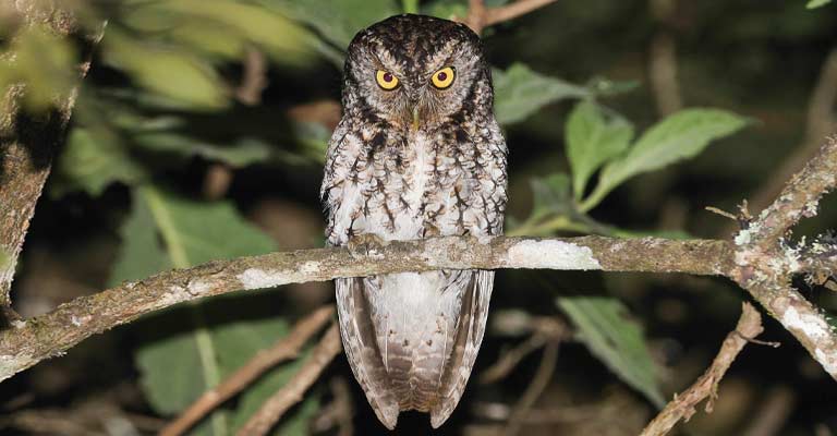 Whiskered Screech Owl