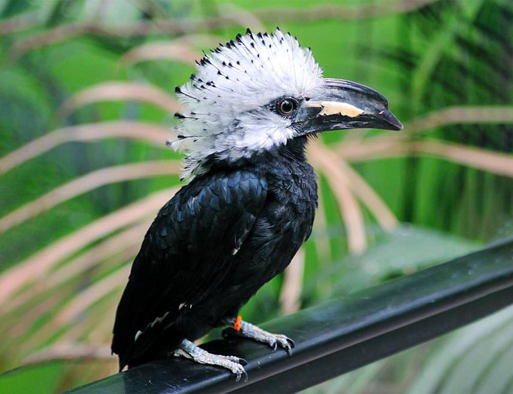 White-Crested Hornbill