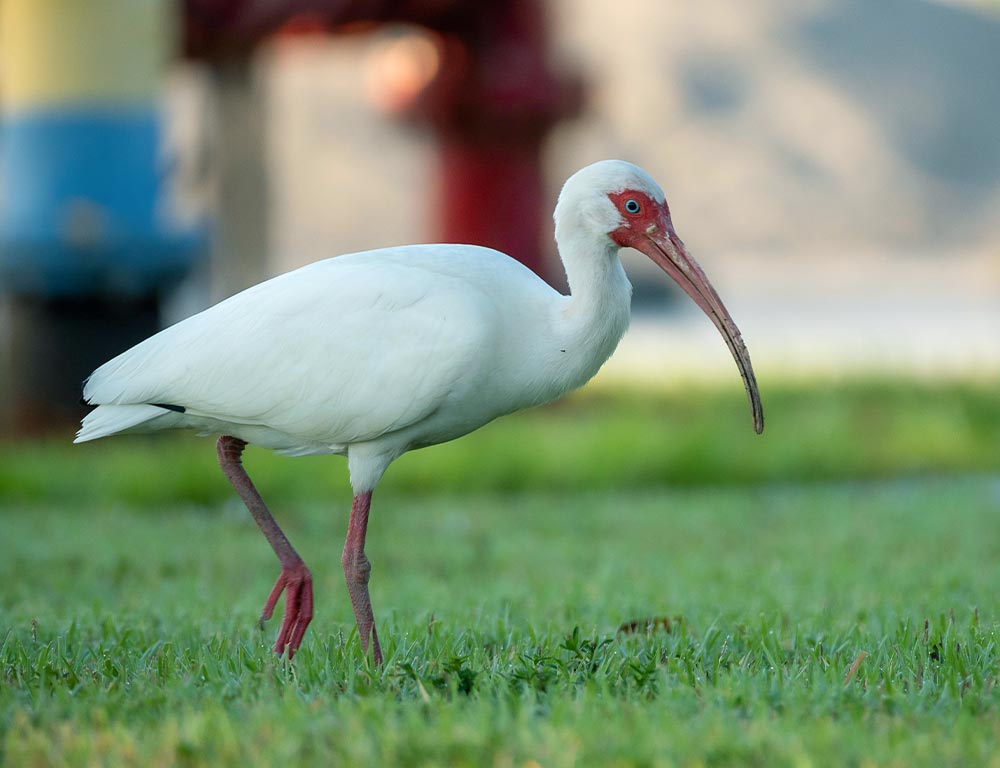 White Ibis