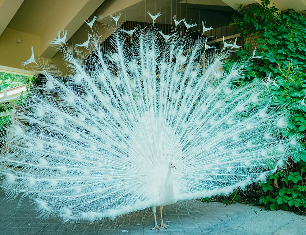 White Peafowl