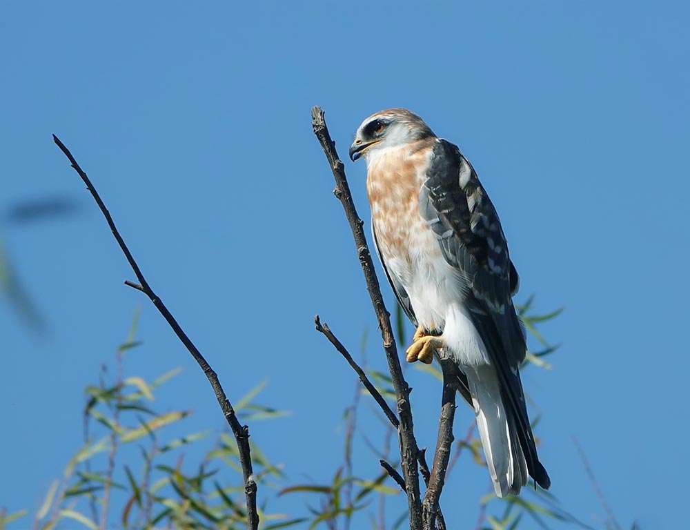 White-Tailed Hawk