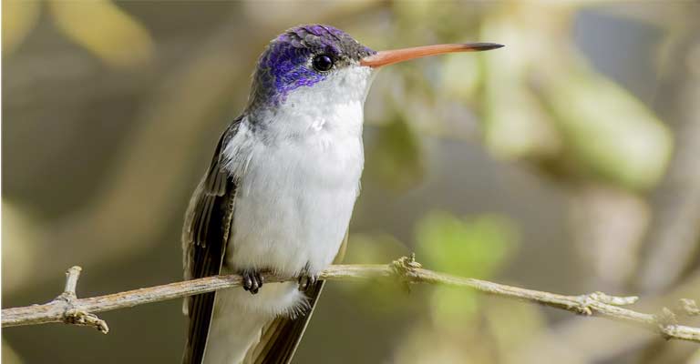 Violet-crowned hummingbird