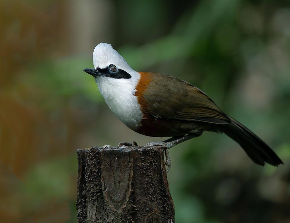 White-crested Laughingthrush