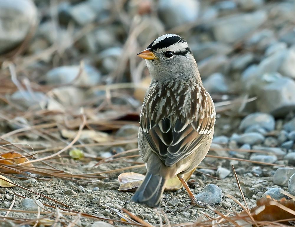 White-crowned Sparrow