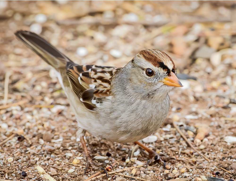 White-crowned Sparrow