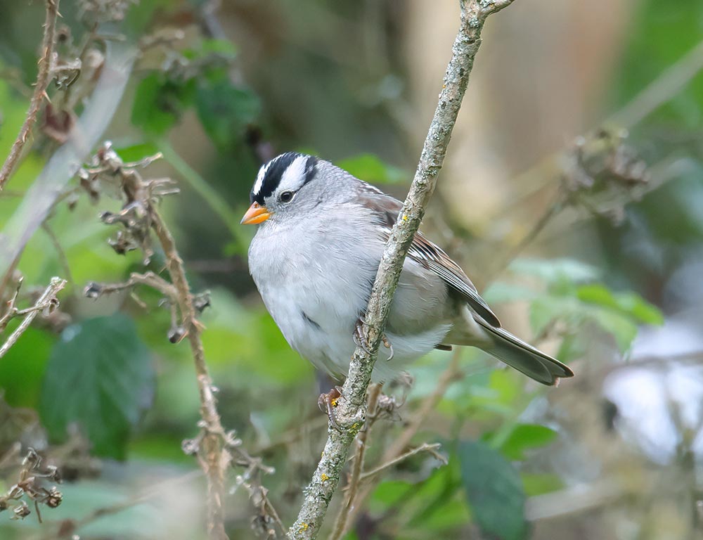 White-crowned Sparrow