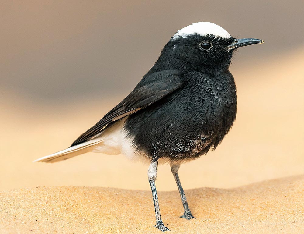 White-crowned Wheatear