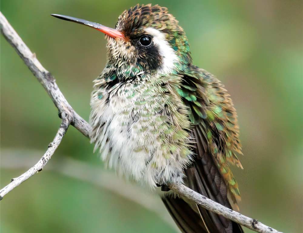 White-eared Hummingbird