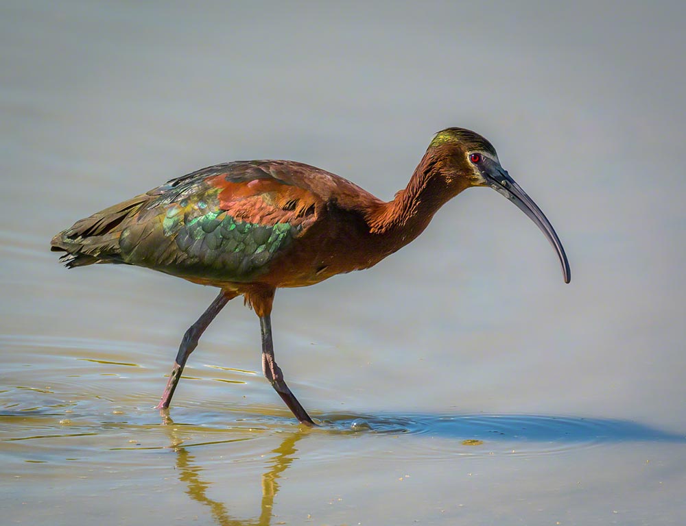 White-faced Ibis