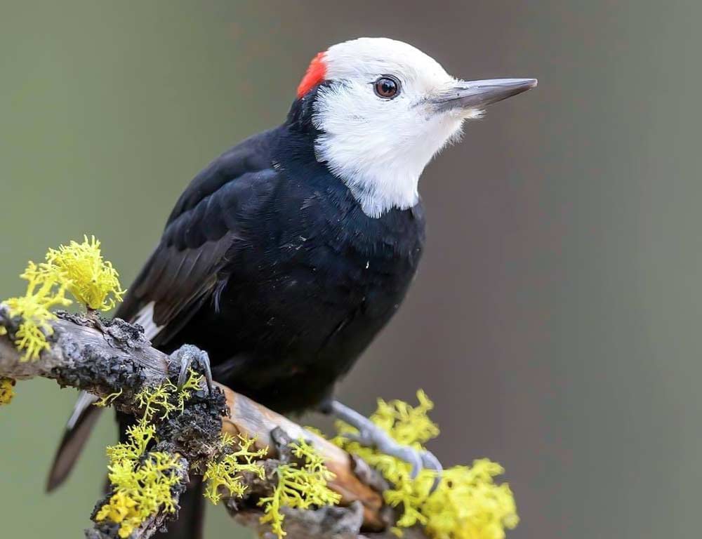 White-headed Woodpecker