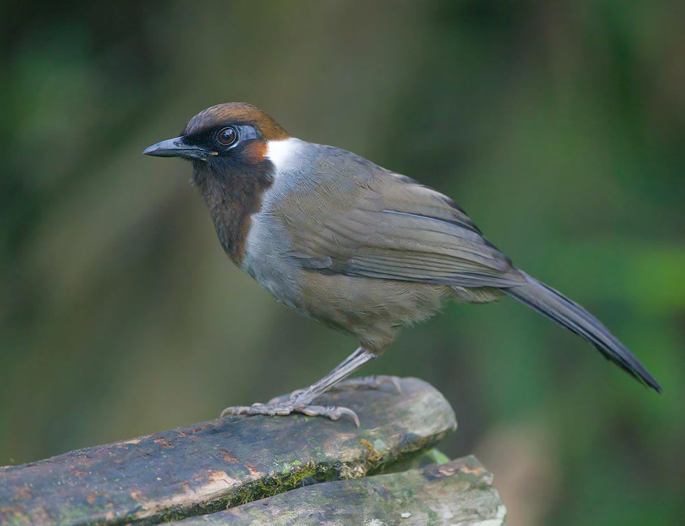 White-necked Laughingthrush