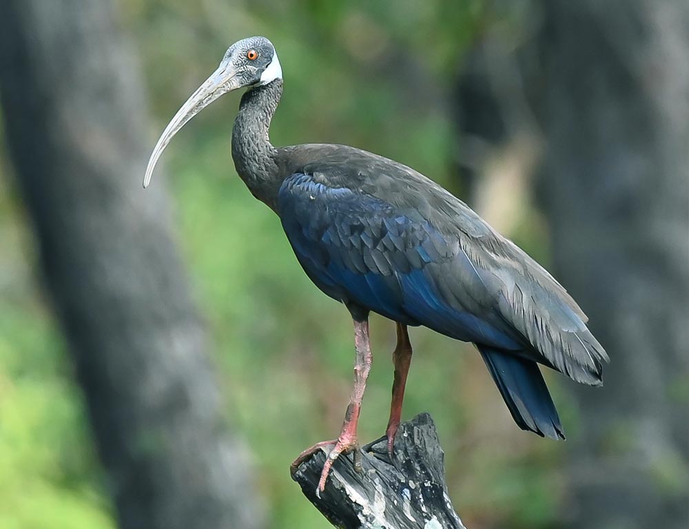 White-shouldered Ibis