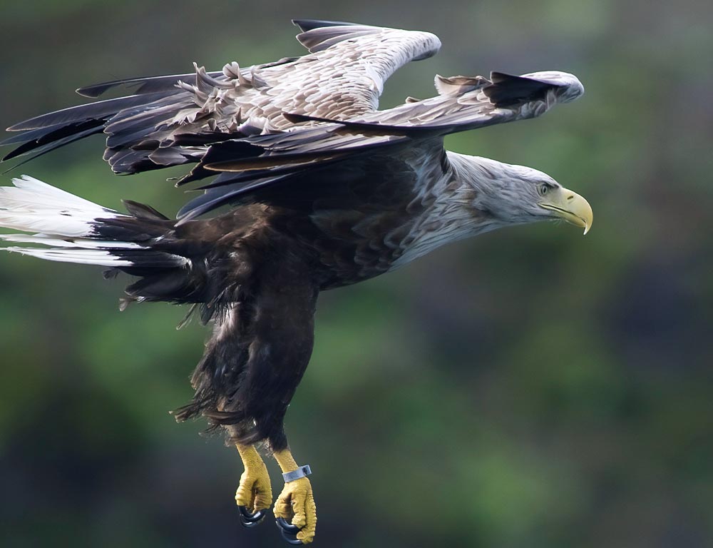 White-tailed Eagle