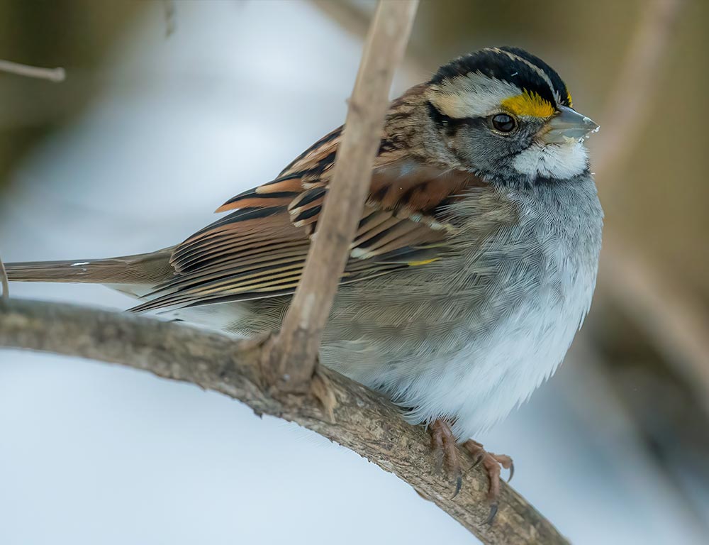 White-throated Sparrow