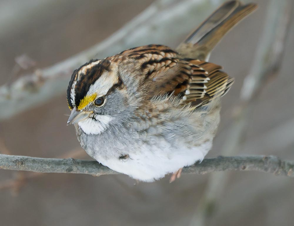 White-throated Sparrow