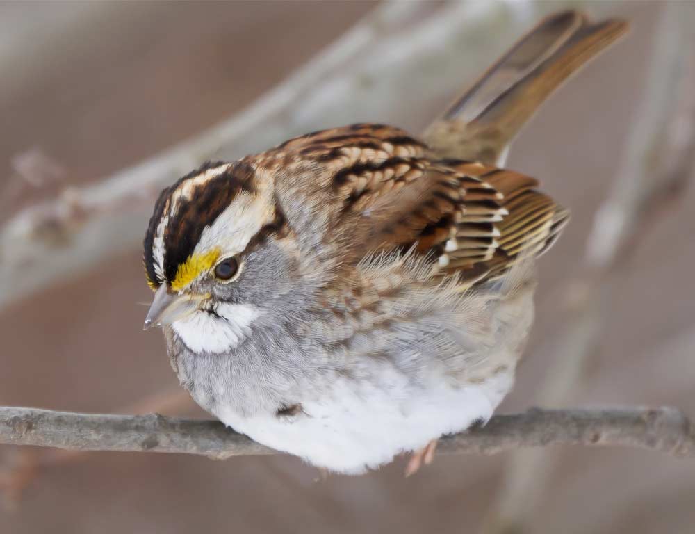 White-throated Sparrow