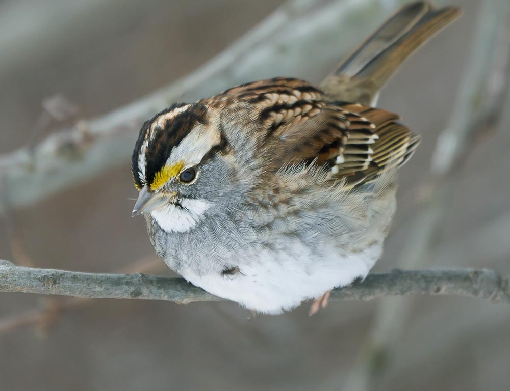 White-throated Sparrow