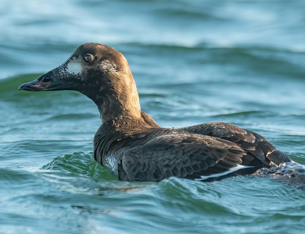 White-winged Scoter