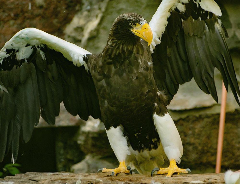 Massachusetts Doesn’t Have Many Types of Eagle